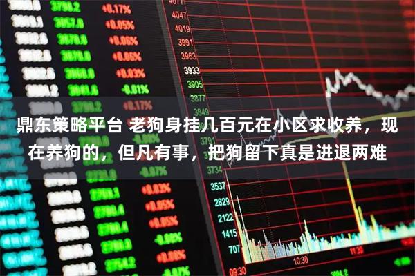 鼎东策略平台 老狗身挂几百元在小区求收养，现在养狗的，但凡有事，把狗留下真是进退两难